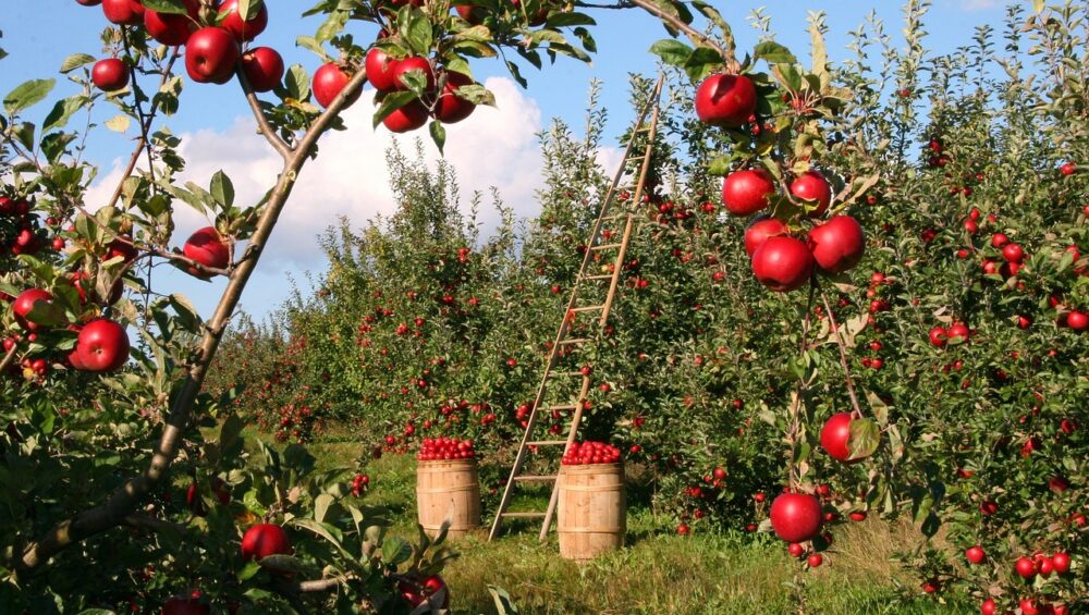 Agricultura orgánica, frutas y verduras frescas en el campo