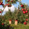 Agricultura orgánica, frutas y verduras frescas en el campo